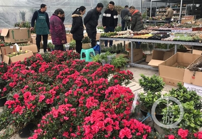 市民花市选“年货” 春节花卉销售火爆，礼品花卉走俏市场