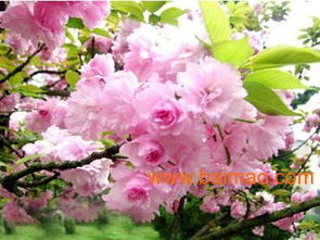 潍坊国庆菊优质货源寻踪 批发生产厂家、价格及礼品花卉销售指南