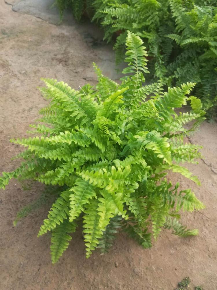 波斯顿蕨行情 波斯顿蕨小苗 波斯顿蕨价格 波斯顿蕨报价