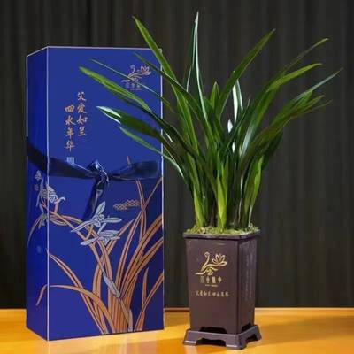 父爱如兰 一束芬芳里的深情，花农笑颜中的丰收